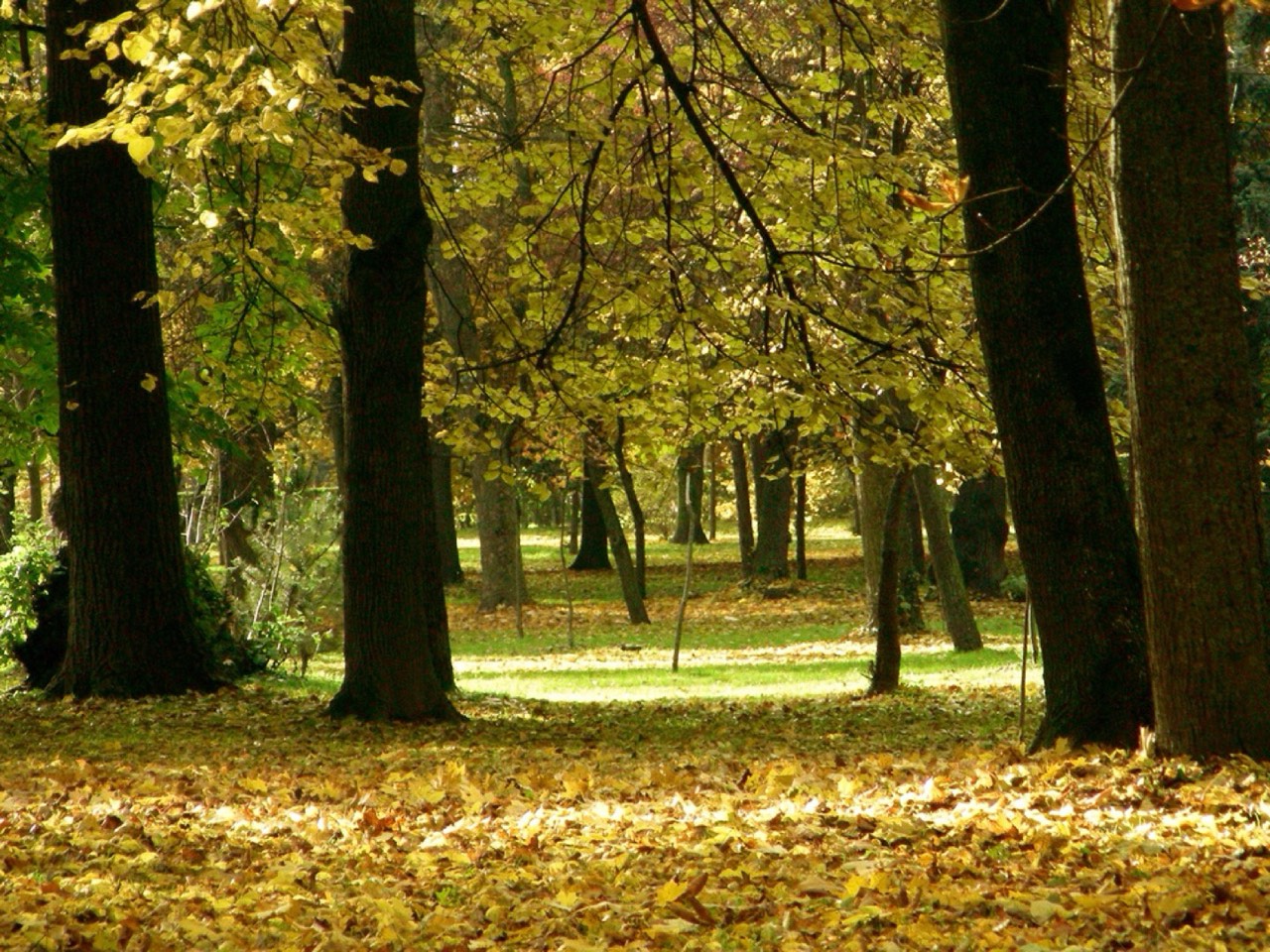 Simion Bărnuțiu Central Park