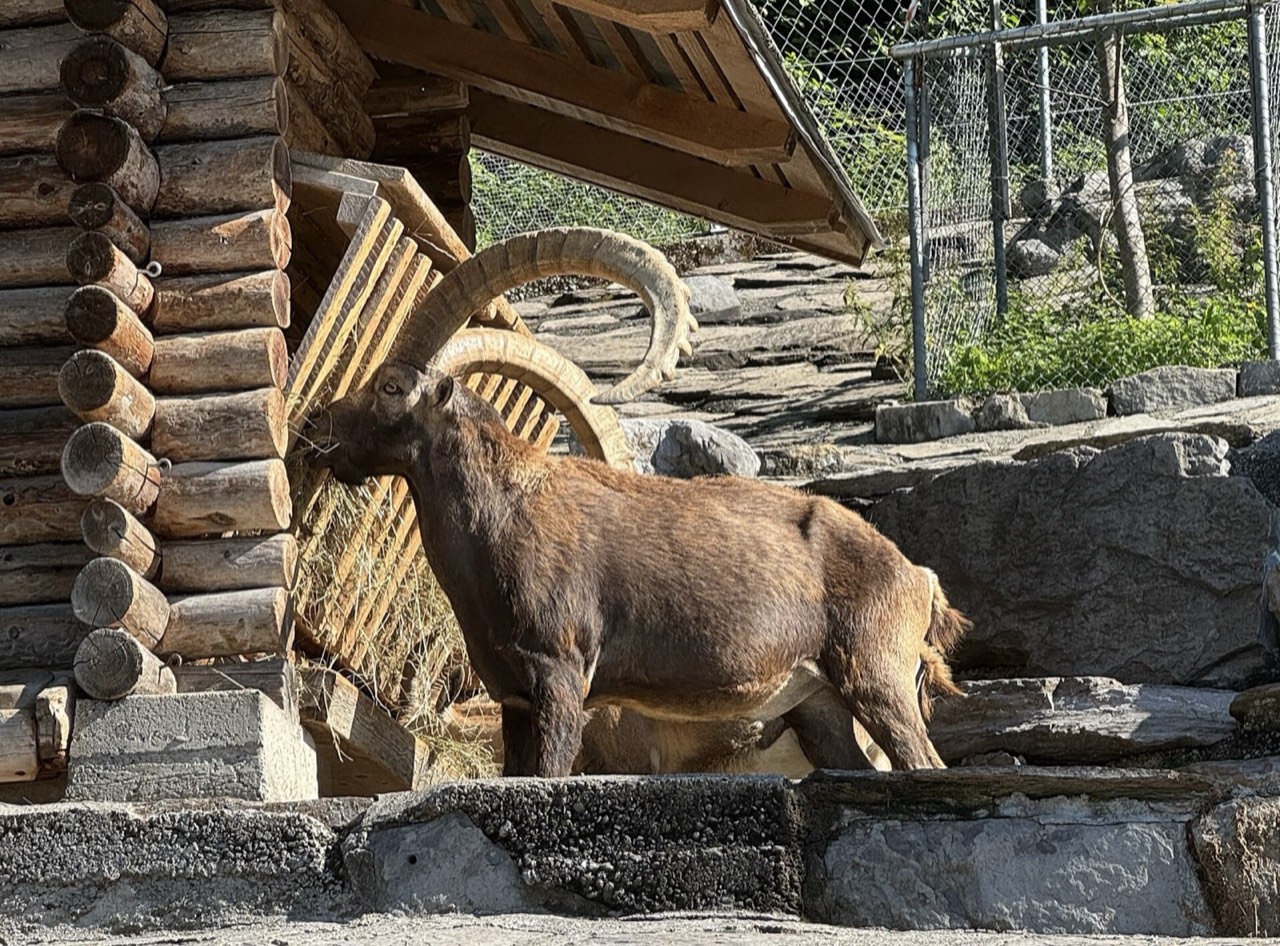 Alpine Wildlife Park